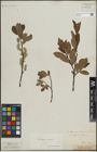 Foto von Salix lapponum L. x Salix silesiaca Willd.